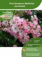 Роза Балерина / Посадочный материал напрямую из питомника для вашего сада, огорода / Надежная и бережная упаковка