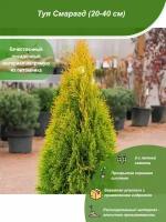 Туя Смарагд 20-40 см / Посадочный материал напрямую из питомника для вашего сада, огорода / Надежная и бережная упаковка