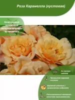 Роза Карамелла / Посадочный материал напрямую из питомника для вашего сада, огорода / Надежная и бережная упаковка