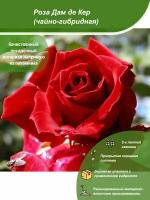 Роза Дам де Кер / Посадочный материал напрямую из питомника для вашего сада, огорода / Надежная и бережная упаковка