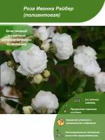 Роза Ивонна Райбер / Посадочный материал напрямую из питомника для вашего сада, огорода / Надежная и бережная упаковка
