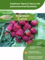 5шт / Клубника Черный Принц (Не ремонтантная/Средняя) / Посадочный материал напрямую из питомника для вашего сада, огорода / Надежная и бережная упаковка