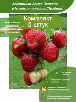 5шт / Земляника Зенга Зенгана (Не ремонтантная/Поздняя) / Посадочный материал напрямую из питомника для вашего сада, огорода / Надежная и бережная упаковка