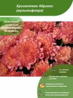 Хризантема Абрикос / Посадочный материал напрямую из питомника для вашего сада, огорода / Надежная и бережная упаковка