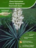 5шт / Юкка Нитчатая (Yucca filamentosa) / Посадочный материал напрямую из питомника для вашего сада, огорода / Надежная и бережная упаковка