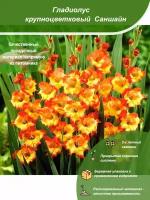 Гладиолус крупноцветковый Саншайн / Посадочный материал напрямую из питомника для вашего сада, огорода / Надежная и бережная упаковка