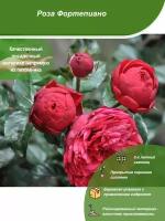 Роза Фортепиано / Посадочный материал напрямую из питомника для вашего сада, огорода / Надежная и бережная упаковка