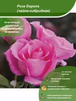 Роза Европа / Посадочный материал напрямую из питомника для вашего сада, огорода / Надежная и бережная упаковка