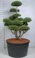 Бонсай Сосна - Bonsai Pinus mugo D91 H240