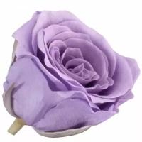 Роза RSP/4831, лиловая, 16 бутонов