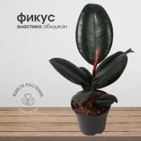 Фикус Эластика Абиджан, живое комнатное растение, диаметр кашпо 12 см