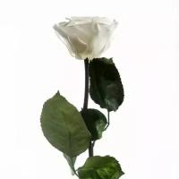 Белая роза, стабилизированная