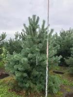 Сосна обыкновенная Норвежская - Премиум класс | Pinus sylvestris Norske Typ - Копанный - 300 - 350 (см) - mDb