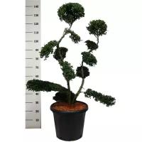 Бонсай Падуб, Дуб каменный, илекс - Bonsai Quercus ilex D40 H140