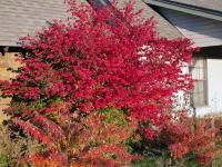 Бересклет Европейский Ред Каскад (Euonymus europaeus) Саженец/20-30 см./2 года/2л/Закрытая (ЗКС)