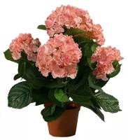 Гидрангия (Гортензия) розовая - Hydrangea D18 H45