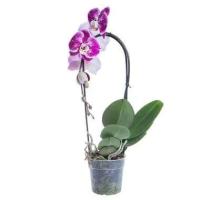 Каскадный фаленопсис - Phalaenopsis Cascade Leopard Prince D12 H40