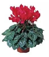 Цикламен Фантазия красный - Cyclamen KL Tianis Fantasia Red D14 H45