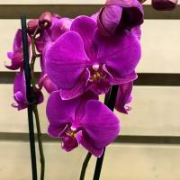 Орхидея Фаленопсис Фиолетовый 2 ствола