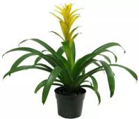 Гусмания желтая - Guzmania Hilda D12 H75