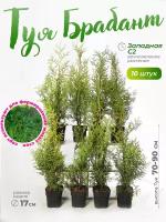 Туя западная Брабант C2, выс 70-90 см, диаметр горшка 17 см,Комплект из 10 саженцев