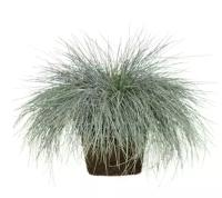 Овсянница сизая интенс Блю - Festuca D17