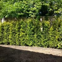 Туя западная Брабант | Thuja occidentalis Brabant Premium - Копанный - 220-240 (см) - WRB-60 - 2 шт. в комлекте