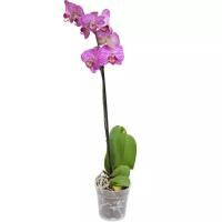 Фаленопсис гигантский 1 цветонос - Phalaenopsis gigantea Alfonco Moreno D15 H100