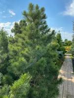 Сосна кедровая Нана | Pinus cembra Nana - Контейнерный - 175-200 (см) - C110