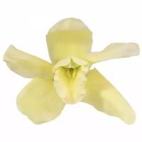 Орхидея CYM/1100, зеленая, 4 бутона