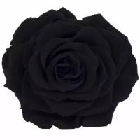 Роза RSK/2990, черная, 1 бутон