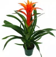 Гусмания ораньжевая - Guzmania D12 H50