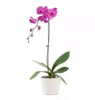 Фаленопсис - Phalaenopsis Magic Dream D12 H50