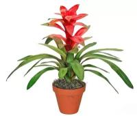 Гусмания красная - Guzmania Libby D9 H40