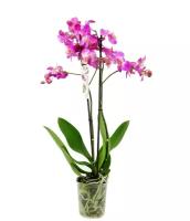 Фаленопсис гигантский 2 цветоноса - Phalaenopsis gigantea Happy Valentina D15 H100