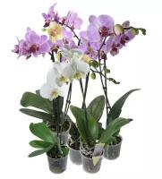 Орхидея - Фаленопсис 1 горшок (1 ствол 70 см)