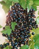 Смородина Черная Фортуна (Ribes nigrum) Саженец/30-40 см./2 года/2л/Закрытая (ЗКС)