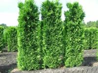 Туя западная Кинг оф Брабант (Thuja occidentalis King of Brabant), саженцы, горшок Р9