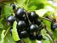Смородина Черная Добрыня (Ribes nigrum) Саженец/30-40 см./2 года/2л/Закрытая (ЗКС)