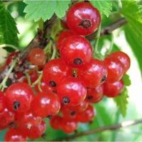 Смородина Красная Ненаглядная (Ribes rubrum) Саженец/40-50 см./3 года/5л/Закрытая (ЗКС)