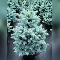 Ель колючая Супер Блю Сидлинг (Super Blue Seedling), саженец 40-60 см в горшке 9 см