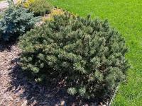 Сосна горная Гном | Pinus mugo Gnom - 30 - 40 (см) со 10 (EP) - 2 шт. в комлекте