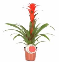 Гусмания красная - Guzmania Catherine D12 H50