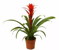 Гусмания красная - Guzmania Calypso D10 H45