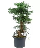 Бонсай Араукария - Bonsai Araucaria D30 H75