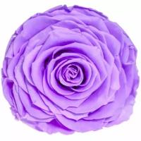 Стабилизированные бутоны роз Соло, лиловый SOLI/L03