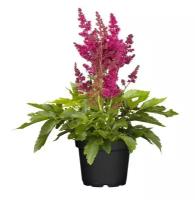 Астильба Г. Арендса Майти Ред Куин - Astilbe Mighty Red Quin D14 H40