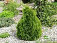 Туя Западная Мики (Thuja occidentalis) Саженец/5-10 см./1 год/р9/Закрытая (ЗКС)