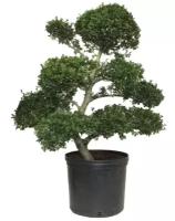 Бонсай Падуб, Дуб каменный, илекс - Bonsai Quercus ilex D40 H90