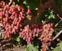 Саженцы винограда Юбилей Новочеркасска [grape jubilej novochegkassk]